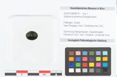 Foto (Objekt + Etikett) von Salisburia eocenica Ettingshausen (NHMW-GEO-2024-0188-8978)